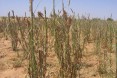 Locust - Feeding on a Millet Crop