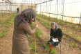 Graduate students measure plant growth. “The growth rate was more than double (compared to control plots of the same produce), a