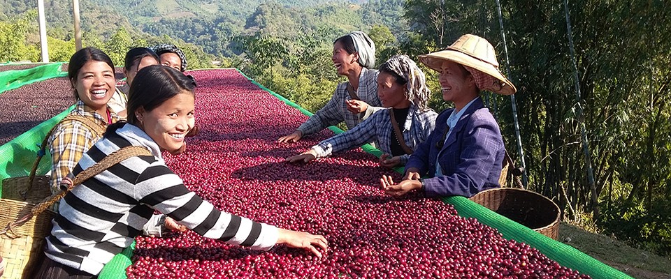 Burma - coffee farmers