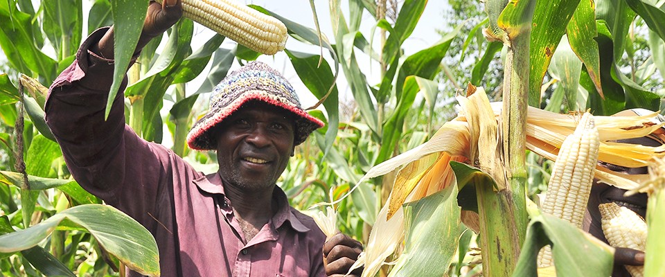 A farmer harvests maize from his farm.