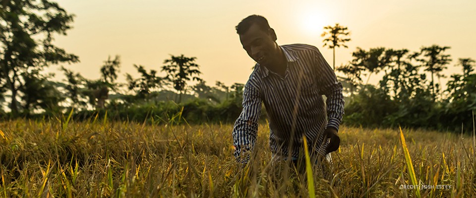 Image of a Bangladeshi rice farmer working in his rice field.