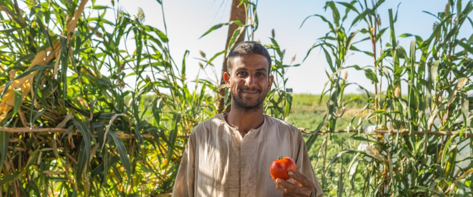Egyptian farmers improve crops, sell to new markets and increase incomes