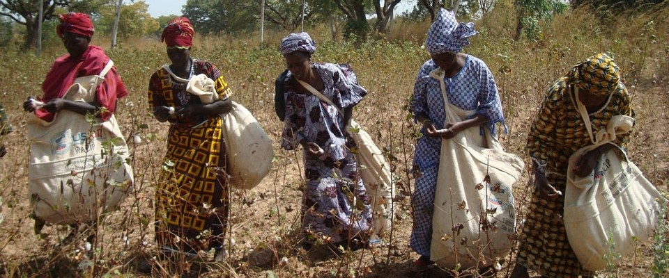 Women pick cotton
