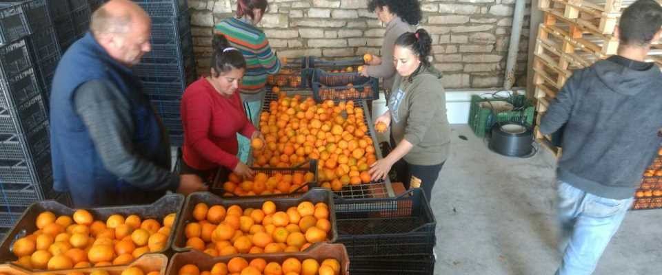 Workers in Xarra prepare citrus export