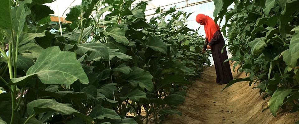 A worker at the Kandahar Directorate of Women’s Affairs (DOWA) demonstration farm sows an improved variety of tomato seeds. 