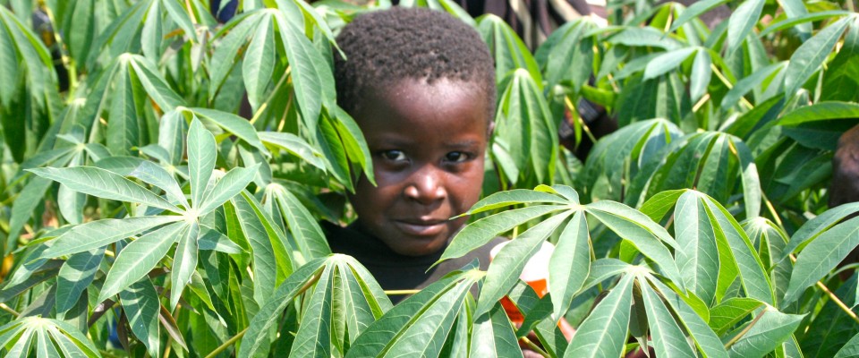 DRC Cassava