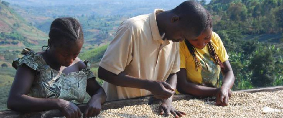 The DRC’s Coffee Might Be Served at a Starbucks Near You. Patrick Smith, USAID