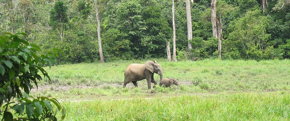 Forest Elephants