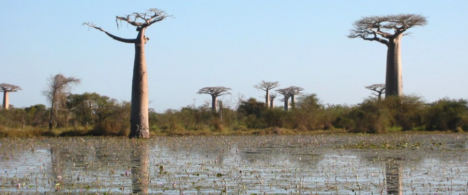 Madagascar environment