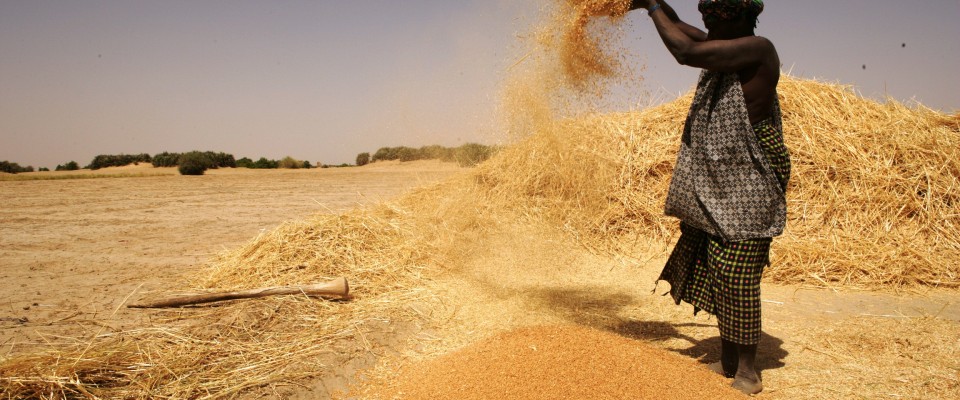 Malian woman cleans rice after harvest.