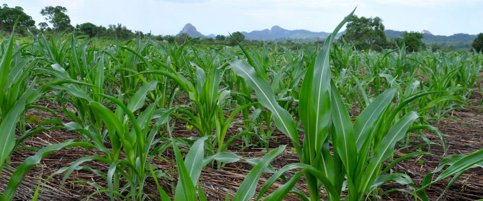Mozambican farmers are learning techniques that will improve crop productivity.