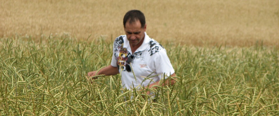 A Moldovan farmer is inspecting his organic spelt field.