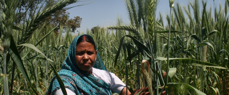 A farmer holding wheat stalks in the field