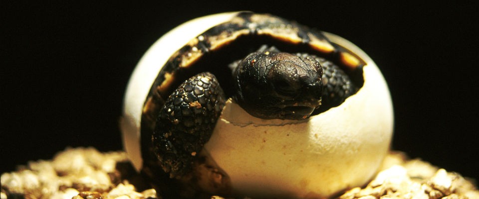 Photo of turtle hatching