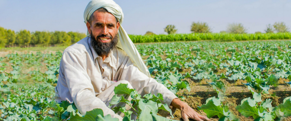 USAID partners with Afghanistan to strengthen agricultural sector by creating jobs, increasing incomes and productivity, and enh