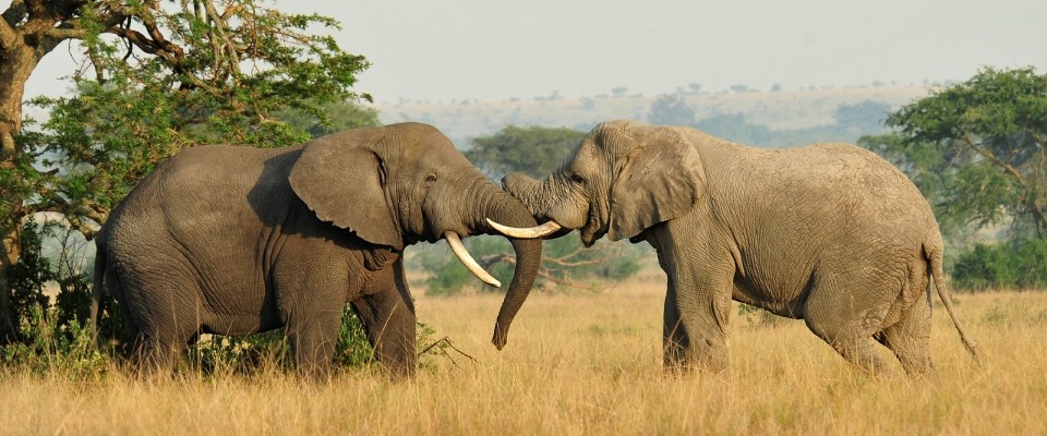 Two elephants on a plain