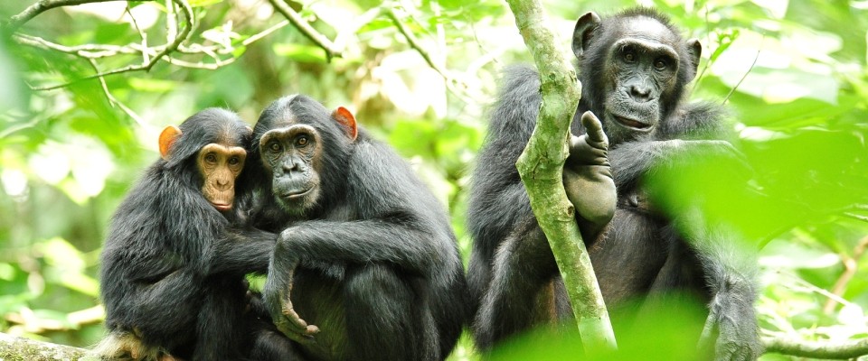 Three chimpanzees sit on branches