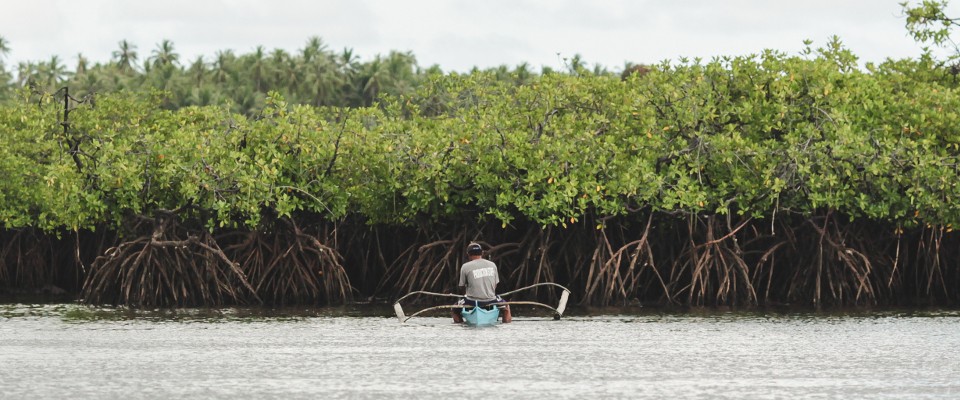 World Oceans Day-Mangroves