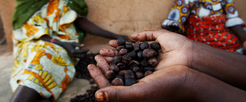 A handful of shea nuts at a market