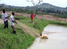 Ugandan fish farmers harvest carp from an aquaculture pond.
