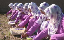 Members of the Ghoryan Women’s Saffron Association pick flowers during the saffron harvest.