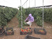 Already, small-scale Palestinian farmers are increasing shipments of fresh vegetables to Eastern Europe and Russia.
