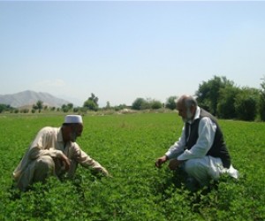 A farmer examines his crop of alfalfa grown with the support of USAID.