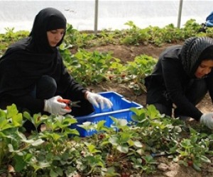 Two women work in one of the greenhouses established by USAID.