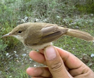 The large-billed reed warbler is just one example of the many rare or unusual species that make the beautiful Wakhan Corridor ev