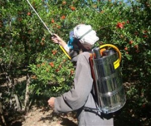USAID/AVIPA’s insect-fighting spray saves the livelihoods of thousands of Kandahari orchard farmers.