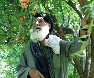 Hajji Baba admires a pomegranate tree in his orchard.