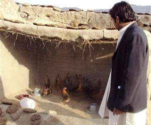 An agriculture advisor monitors the assembly of chicken coops that will house chickens distributed to impoverished women in Mend