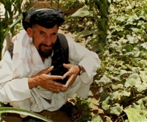 Ahmad Jan cultivates a six-hectare plot of land in Kandahar Province with his 11 children and another 20 family members.