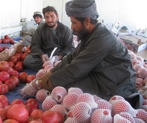 Workers sorting pomegranates for export in Kandahar Province.