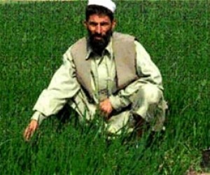 “I did not have peace of mind farming poppies,” says Almas-ullah.