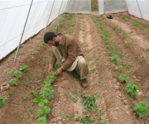 In Herat Province, farmer Mola Shah Gool earned $660 from his greenhouse last winter during a time period when he normally has n