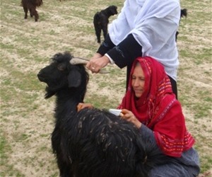 Women in Kunduz Province learn how to use combs to harvest valuable cashmere from their goats.