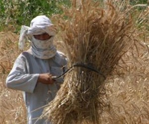 Din Mohammad, a wheat farmer from the village of Sarasyab in Balkh, is grateful for USAID-funded wheat seed and fertilizer that 