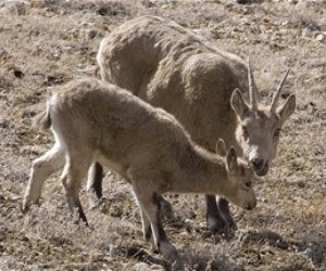 The ibex is now one of Afghanistan’s protected species.