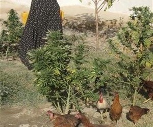 A poultry farmer tends to her chickens in Qalat, Zabul.