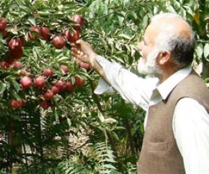 A farmer in Wardak inspects his apple crop. In early November 2009, USAID helped farmers in Wardak and Paktya export their apple