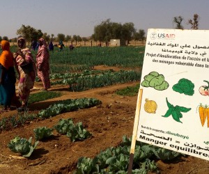 Mauritania cooperative garden