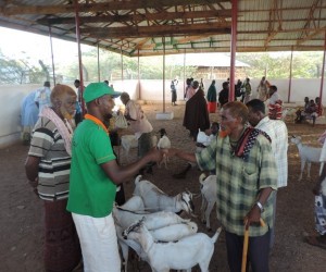 Somali men shake hands at a rehabilitated livestock market in Luuq. 