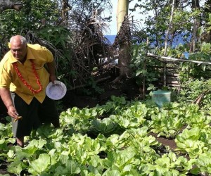 Kitchen Gardens Flourish in Samoa