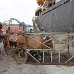 Dock workers guide cattle to a lift that loads them onto a ship headed for the Middle East.  