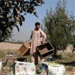 The 20-year-old son of Habiabdul Habib, owner of the 10,000-tree Paghman orchard, loads wooden crates full with apples. After su