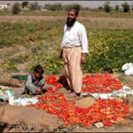 Nadir, a farmer in Baghram, says his irrigation has improved significantly in 2003, even at 6.5km from the Ghorband dams.