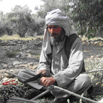 An Afghan farmer works in the olive fields of Nangarhar.