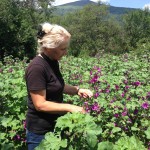 Flowering plant valued as a cosmetic ingredient provides regular income for rural poor