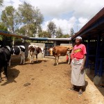 Elizabeth Wangui stands next to her cows in her newly built animal shelter.
